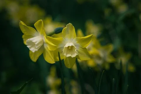 Daffodils in focus. Two daffodils in spring. Spring blossom background photo Stock Photos