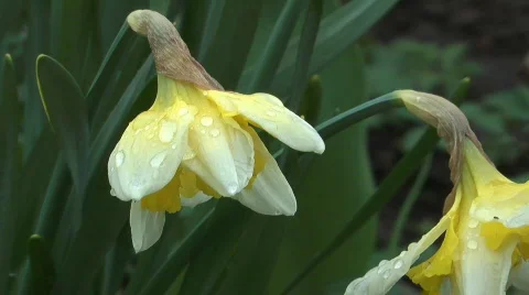 Daffodils. Stock Footage 710864