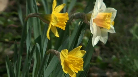 Daffodils. Stock Footage 714023