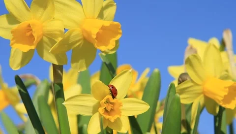 Daffodils Stock Footage 1848244