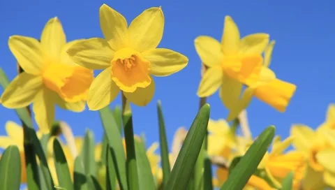 Daffodils Stock Footage 1848270