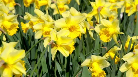 Daffodils Video stock 2643253