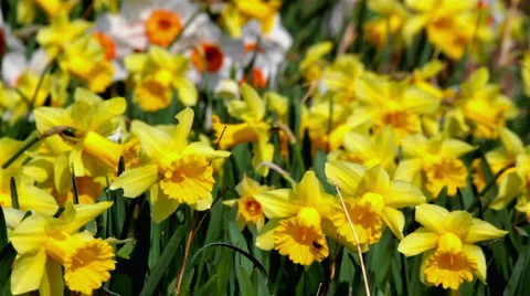 Daffodils Video stock 2643701