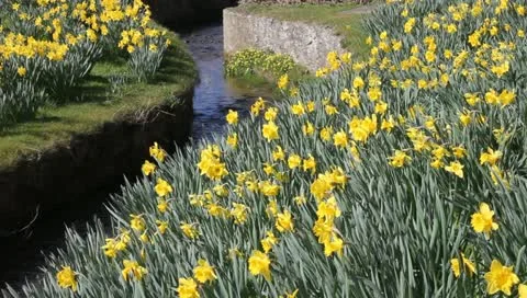 Daffodils Video stock 10876398