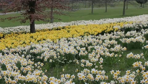Daffodils Video stock 10883586