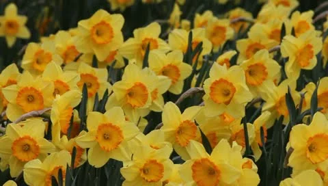 Daffodils Video stock 10883739