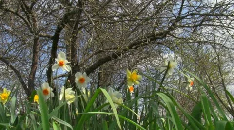 Daffodils Vídeo Stock 11015716