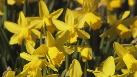 Daffodils Stock Footage 11286966