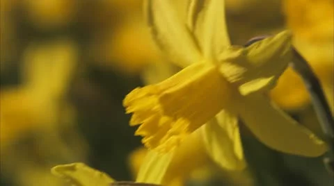 Daffodils 스톡 동영상 11286969