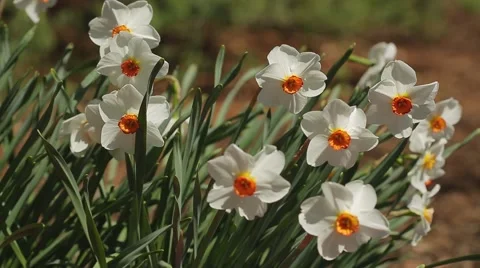 Daffodils Stock Footage 50614394