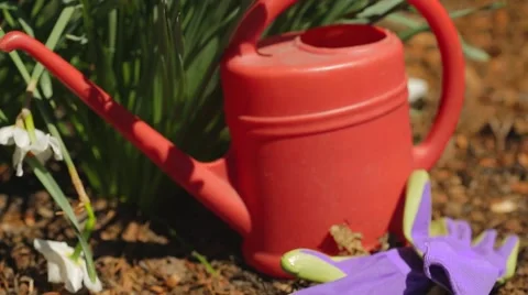 Daffodils Stock Footage 51895244