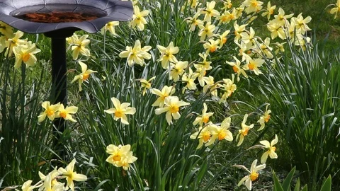 Daffodils Stock Footage 87966110