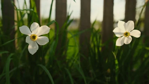Daffodils Stock Footage 149761067