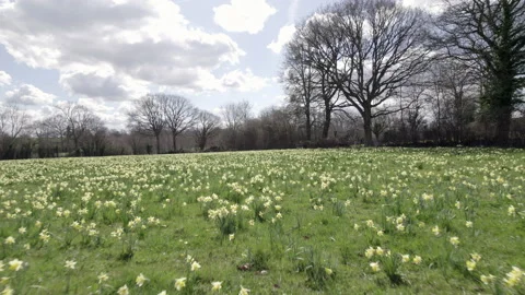 Daffodils Stock Footage 237098706