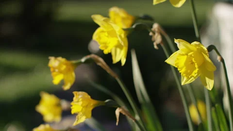 Daffodils Stock Footage 272402637