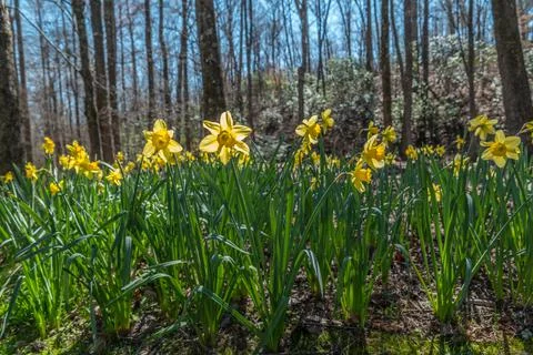 Daffodils in the forest Stock Photos