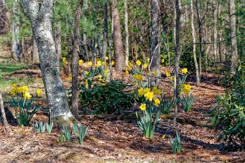 Daffodils in a forest Foto stock