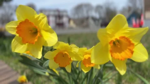 Daffodils in Full Bloom Stock Footage 238410788