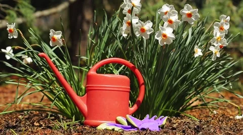 Daffodils in the garden Stock Footage 50613173