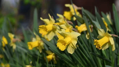 Daffodils in a garden Stock Footage 172581694