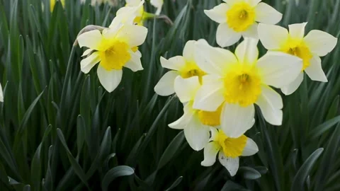 Daffodils in the garden. Stock Footage 237884444