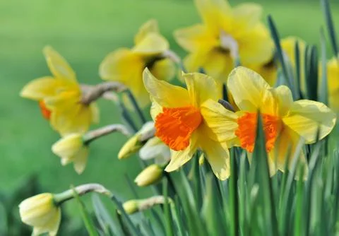 Daffodils in garden Stock Photos