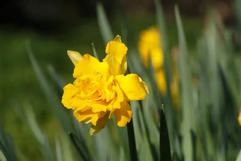 Daffodils in a garden Stock Photos