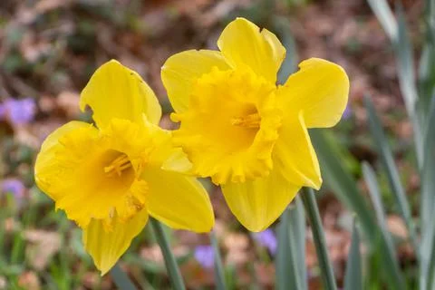 Daffodils in a garden Stock Photos