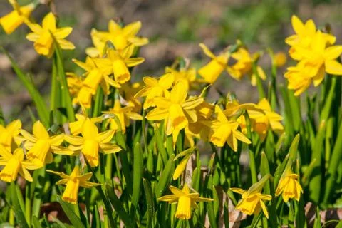 Daffodils in a garden in the spring Stock Photos