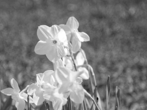 Daffodils in the garden in the spring Stock Photos