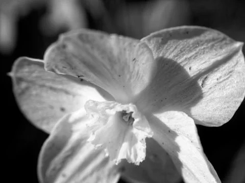 Daffodils in the garden in the spring. Stock Photos