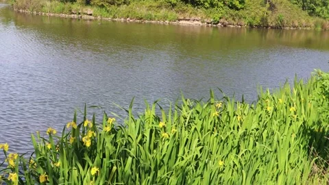 Daffodils gently in grass blowing by lake Stock Footage 132824900