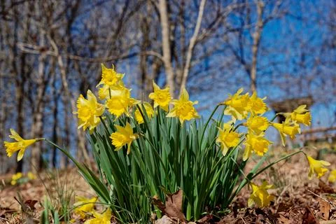 Daffodils at ground level view Stock Photos