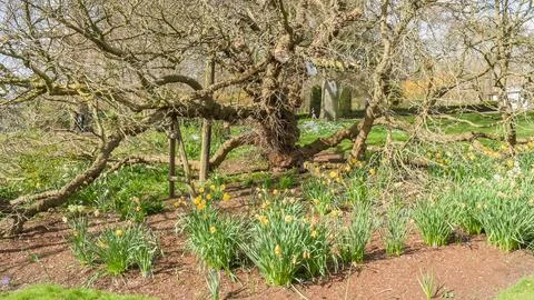 Daffodils growing around the base of old tree Stock Photos