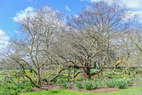Daffodils growing around the base of old tree Stock Photos