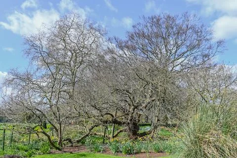Daffodils growing around the base of old tree Stock Photos