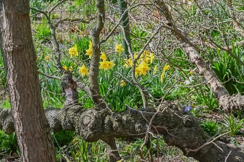 Daffodils growing around the base of old tree Stock Photos