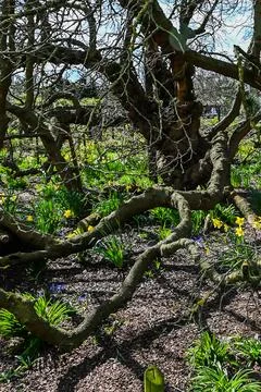 Daffodils growing around the base of old tree Stock Photos