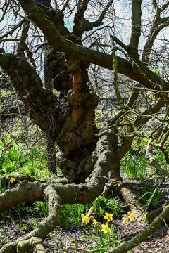 Daffodils growing around the base of old tree Stock Photos