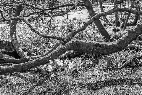 Daffodils growing around the base of old tree Stock Photos
