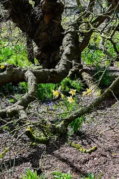 Daffodils growing around the base of old tree Stock Photos