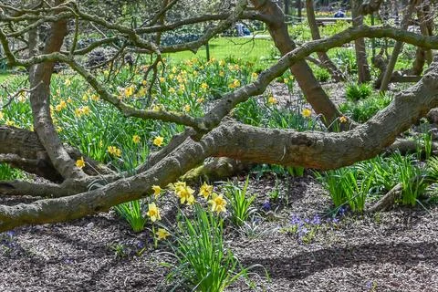 Daffodils growing around the base of old tree Stock Photos