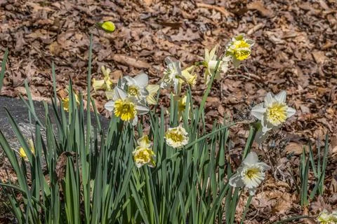 Daffodils growing in the forest Stock Photos