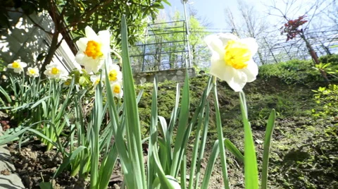 Daffodils growing in the garden 스톡 동영상 48988870