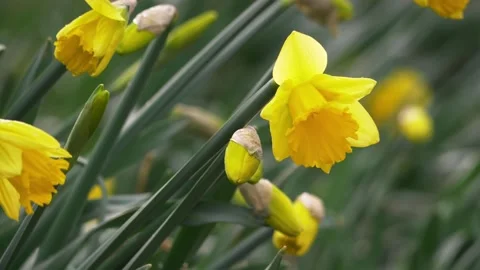 Daffodils growing in meadow in Springtime Stock Footage 157558509