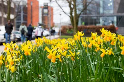 Daffodils growing outside in the grass Stock Photos