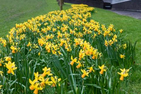 Daffodils growing outside in the grass Stock Photos