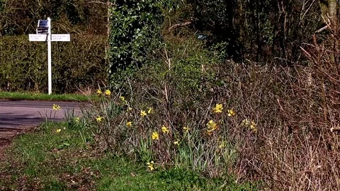 Daffodils growing on a roadside grass verge in the spring Stock Footage 332627679