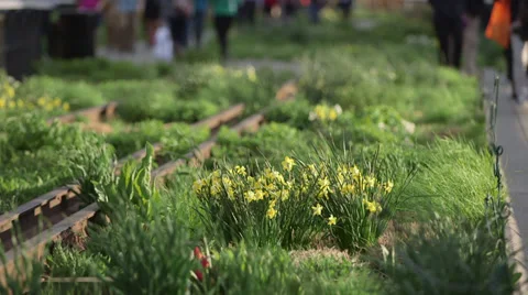 Daffodils on the High Line Stock Footage 38391457