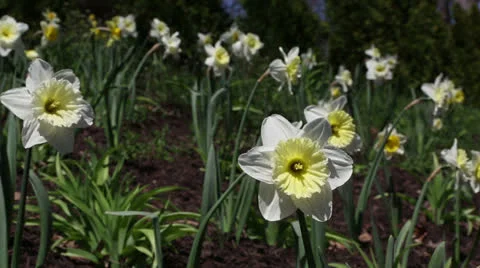 Daffodils on the hillside Stock Footage 22732714